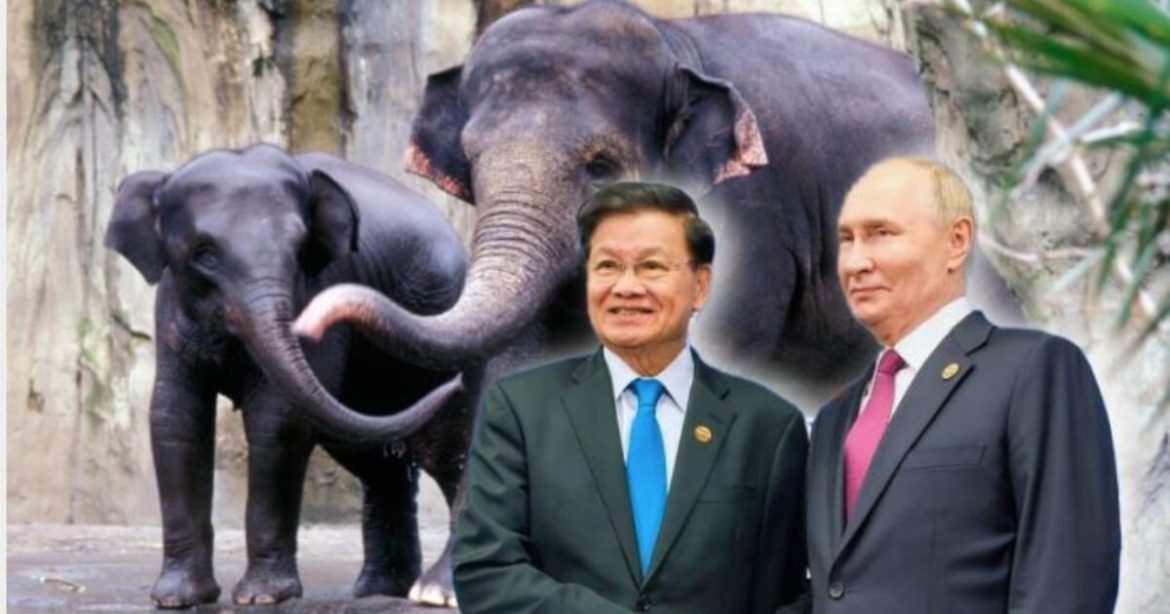 Putin receives two elephants from the president of Laos, a symbolic gift that displays the friendship between Russia and Laos for the 65th Anniversary of diplomatic relations between both nations.
